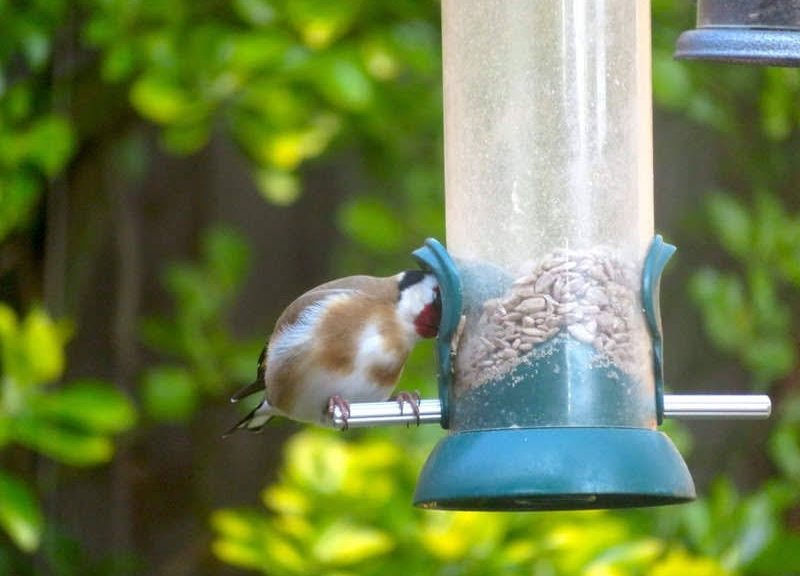 A goldfinch eating from a bird feeder